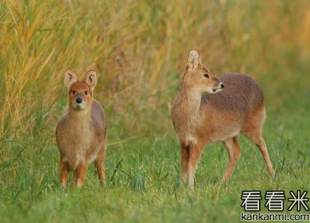 獐子与猛狗的故事